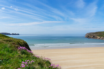 Fototapeta premium Les arméries maritimes fleurissent sur les falaises, offrant une vue imprenable sur une plage et la mer d'Iroise sous un ciel bleu radieux, une harmonie parfaite sur la presqu'île de Crozon.