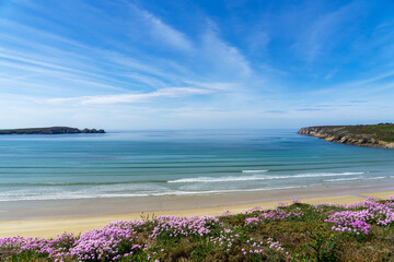 Les falaises tapiss&eacute;es d'arm&eacute;ries maritimes en fleurs offrent une vue &eacute;blouissante sur une plage et la mer d'Iroise sous un ciel bleu immacul&eacute;, une sc&egrave;ne sublime sur la presqu'&icirc;le de Crozon.