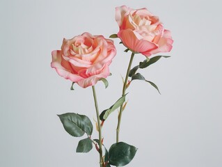 Fototapeta premium Two roses against white background, Two roses against white background.