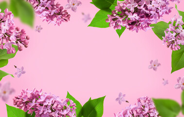 Fresh lilac blossom beautiful purple flowers. Flying or levitation lilac flowers isolated on pink....