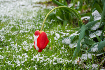 A blossoming red tulip, covered with snow and bending towards the ground.