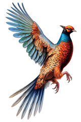 Fototapeta premium Pheasant Image for Stickers, T-Shirt Print, Cap, Mug, Slippers, Mousepad, with Transparent Background PNG