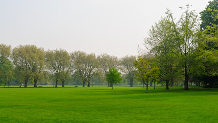 grass and trees