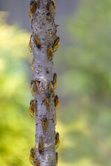 Swarm of Periodical Cicadas on young sapling tree