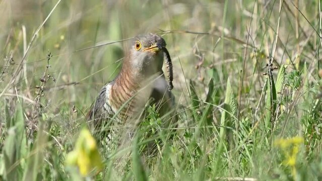 Common cuckoo Cuculus canorus A bird sitting in the grass in the wild, holds a caterpillar in its beak. Close up.