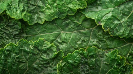 Fresh green kale leaves closeup as a background