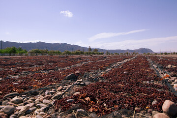 Obraz premium Grape dryer, for the creation of raisins