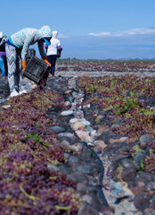 recolectores de pasas de uvas en Secadero de uvas, para la creación de pasas de uvas
raisin pickers in Grape Drying Plant, for the creation of raisins