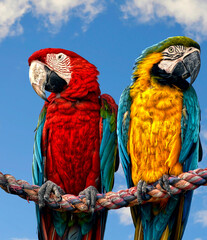 Blue and yellow macaw and a Scarlet macaw-6106x7086