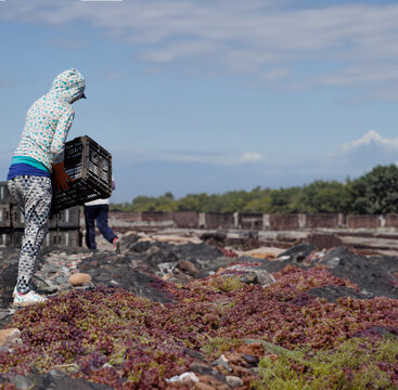 recolectores de pasas de uvas en Secadero de uvas, para la creaci&oacute;n de pasas de uvas
raisin pickers in Grape Drying Plant, for the creation of raisins