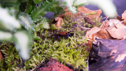 Geosesarma Vampire Crab Halloween