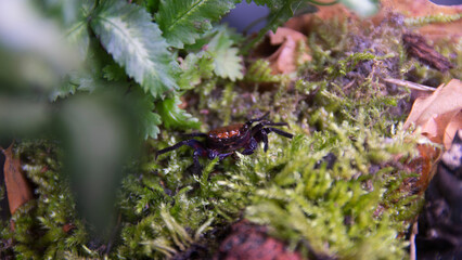 Geosesarma Vampire Crab Halloween