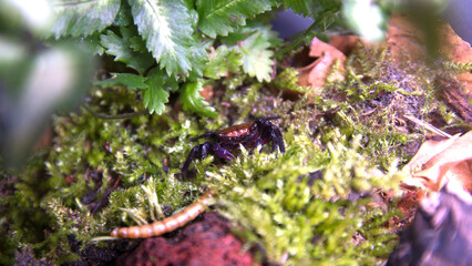 Geosesarma Vampire Crab Halloween