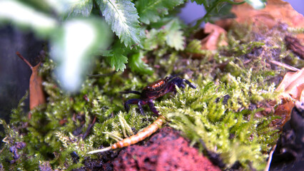 Geosesarma Vampire Crab Halloween