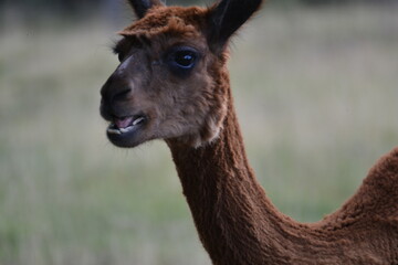 Alpaca marrone primo piano