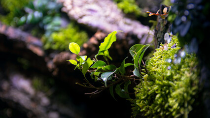 Tree growing out of moss in a terrarium