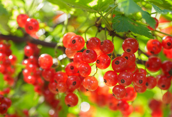 branch of fresh ripe red currant on bush