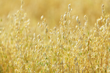 Naklejka premium Field of ripening oats. Close up of oats ears