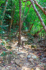 Fototapeta premium The path in the tropical jungles of South East Asia