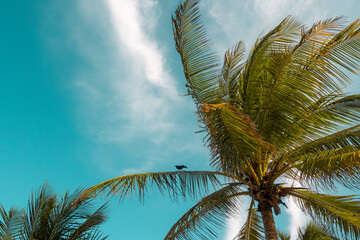 Palmera con el cielo azul y un ave