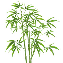 bamboo tree stem illustration isolated on transparent background