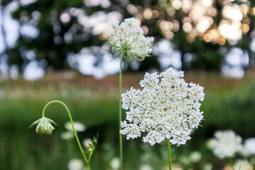 Fototapeta premium green grass in background with white flower in front