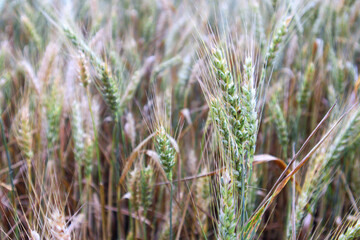 Fototapeta premium unripe ears of wheat in the field
