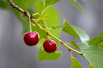 
red cherries on a branch and green leaves background