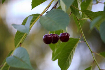 cherries on the tree