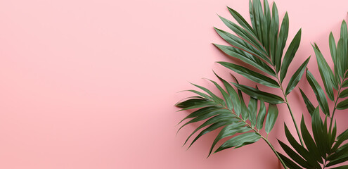 Green leaves of palm tree on pastel pink background.