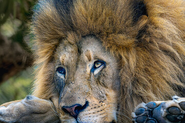 2024-01-19 A CLOSE UP HEAD SHOT OF A LARGE MALE LION LYING ON THE GROUND STARING OUT WITH A CALM LOOK ON HIS FACE WITH A LARGE BEAUTIFUL MANE AND A BRIGHT EYE
