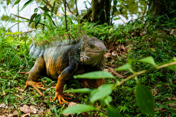 iguana on the tree
