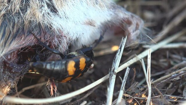 Nicrophorus marginatus running around dead mouse, Burying beetles or sexton beetles, genus Nicrophorus, of family Silphidae, carrion beetles. View macro insect in wildlife
