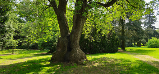 Ancient oak tree in a park.  Very big trunk.  Sun shining down