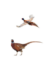 male pheasant is isolated on a white background