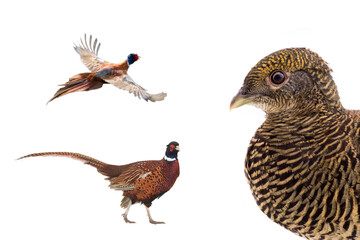 male and female pheasant is isolated on a white background