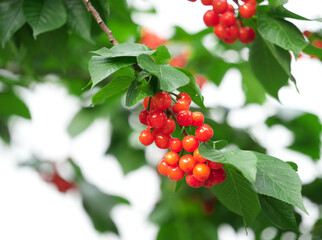 Close up fresh cherries on the tree branch