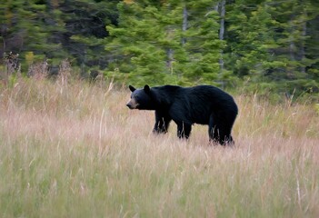 A view of a Black Bear in the forest