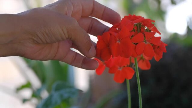 The red geranium flower with woman hand.