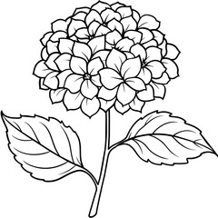 Hydrangea flower outline coloring book page line art drawing vector illustration for children and adults