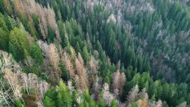 Aerial View of Diverse Forest Landscape of Saint-Gervais-les-Bains commune in France