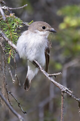 European pied flycatcher 