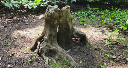 Old tree trunk stump with roots.  Tree stump