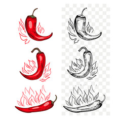 Hot pepper, sketch, engraving style. Hand drawn set, vector illustration, black outline