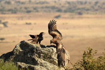 milanos en la sierra abulense