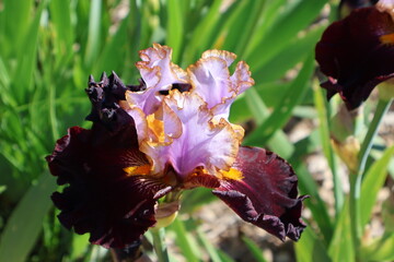 Magnifique iris