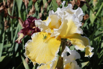 petite sauterelle sur un iris