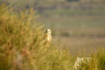 milanos en la sierra abulense