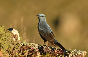 roquero solitario en primavera en la montaña