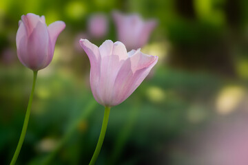 Bright spring in Gomel park. Sun, flowers, alleys in flower beds in a city park.